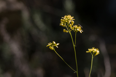 Biscutella laevigata