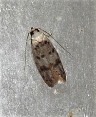 Scatochresis innumera