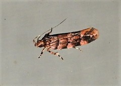 Macrobathra rubicundella