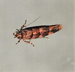 Macrobathra rubicundella