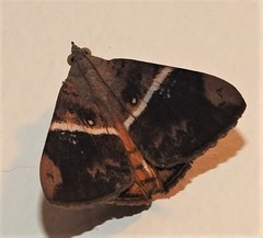 Oxyodes tricolor