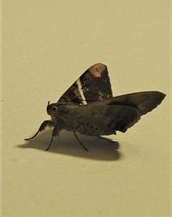 Oxyodes tricolor