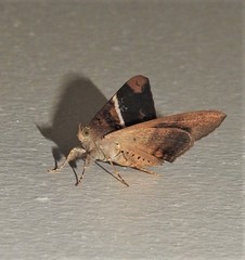 Oxyodes tricolor