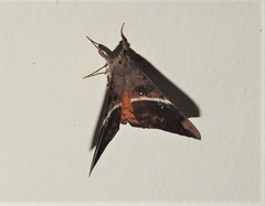 Oxyodes tricolor