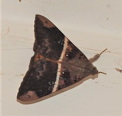 Oxyodes tricolor