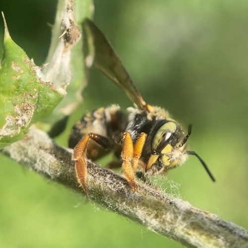 Oblong Woolcarder Bee photo 3