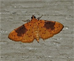 Conogethes semifascialis