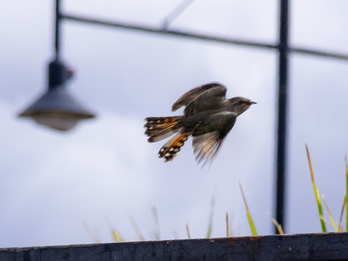 Horsfield's Bronze Cuckoo