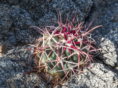 Ferocactus gracilis gatesii