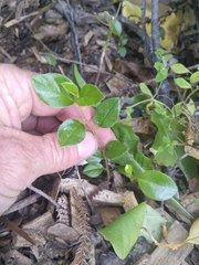 Cotoneaster simonsii