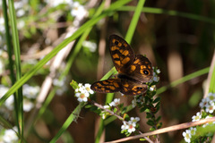 Heteronympha cordace