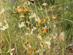 Blackstonia perfoliata