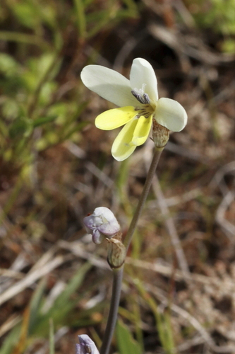 Sparaxis parviflora