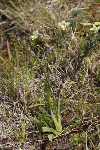 Sparaxis parviflora