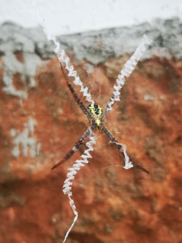 Argiope aetheroides