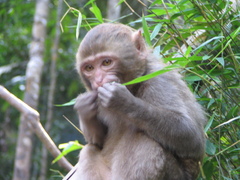 Macaca