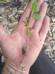 Cotoneaster simonsii