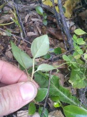 Cotoneaster simonsii