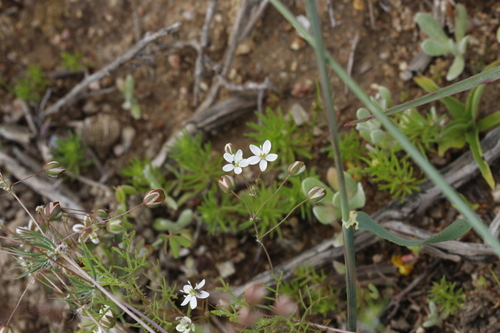 Pharnaceum elongatum (Pharnaceum elongatum)