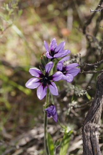 Babiana melanops