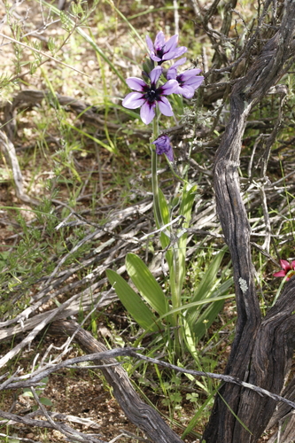 Babiana melanops