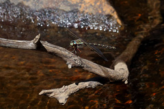 Austroaeschna subapicalis