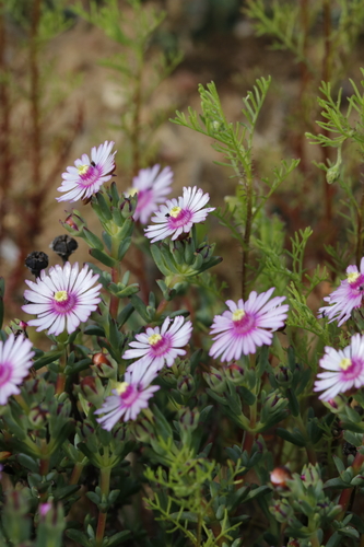 Image of Lampranthus scaber by (c) Karen Eichholz, some rights reserved (CC BY)