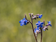 Anchusa azurea