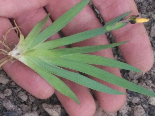 Yellow-eyed-grass seedling