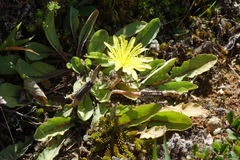 Sonchus novae-zelandiae