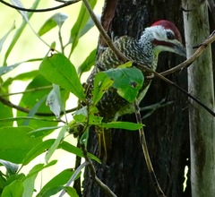 Campethera bennettii
