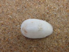 Tugali parmophoidea