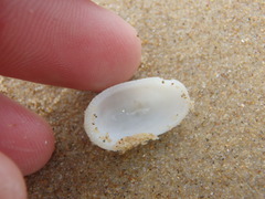 Tugali parmophoidea