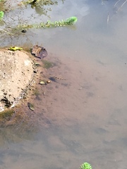 Hemichromis elongatus