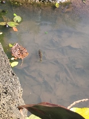 Hemichromis elongatus