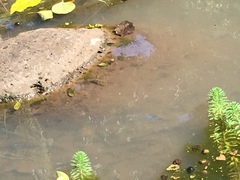 Hemichromis elongatus