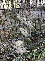 Clematis vitalba