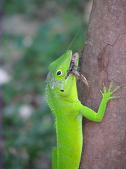 Anolis garmani