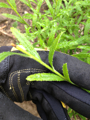 Baccharis plummerae plummerae