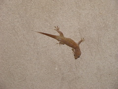 Aristelliger praesignis