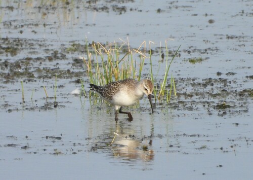 Correlimos zarapitín (Calidris ferruginea)