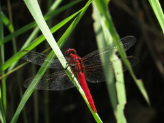Rhodothemis rufa