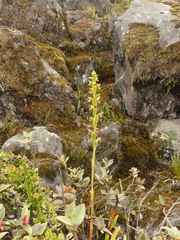 Pterichis triloba