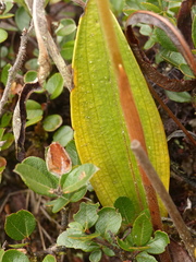 Pterichis triloba