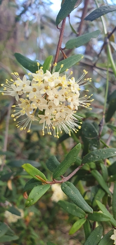 Phebalium squamulosum iNat (1)