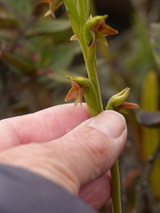 Pterichis triloba