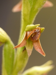 Pterichis triloba