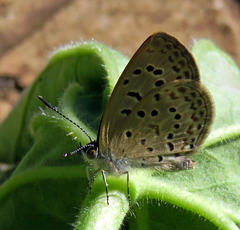 Zizeeria knysna