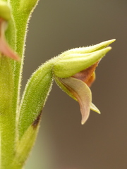 Pterichis triloba