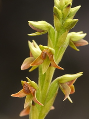 Pterichis triloba
